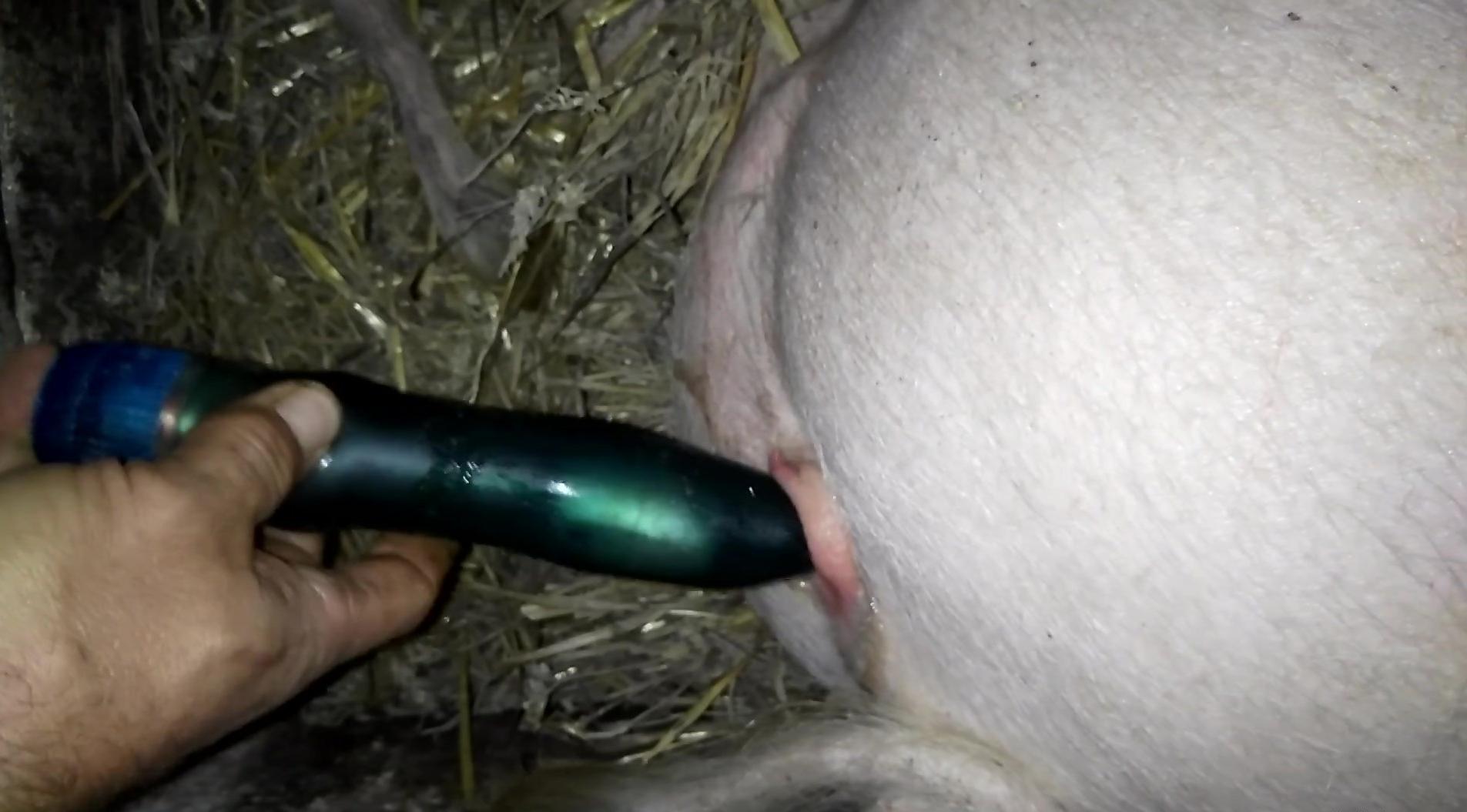 Dude enjoys fucking a pig's pretty pussy right here