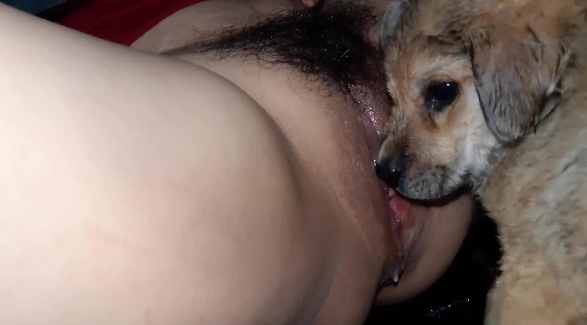 Hairy pussy zoophile getting licked by a dirty puppy