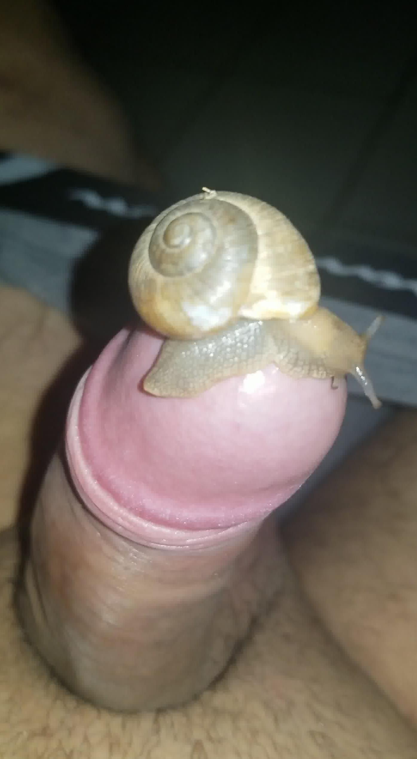 Uncut dick getting pleasured in POV by sexy snails