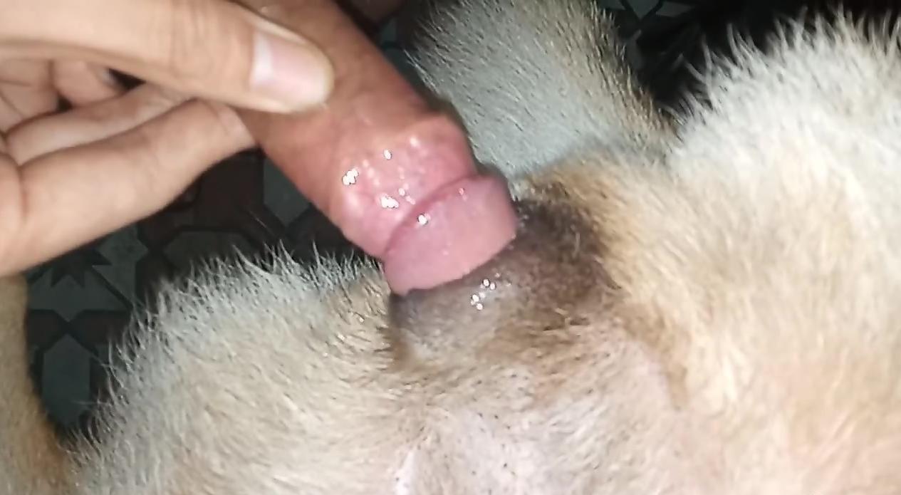 Hairy-cocked dude slotting that delicious dog hole