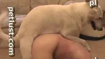 Chubby white dog lets this guy suck on its cock for a while