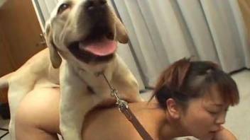 Trained doggy and filthy as fuck Asian hottie in nasty bestiality action