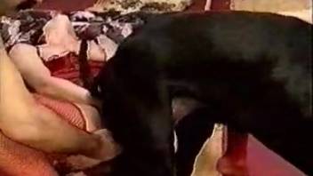 Novice pair experiments with canine penis during multiple joint sessions