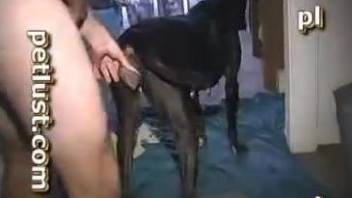 Black dog worships a nice cock in a free porn movie