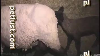 Guy shoving his dick into an animal's snug opening
