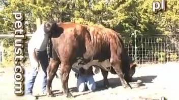 Gorgeous horse seduced by a frumpy-looking brunette dude