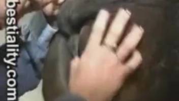Guy thrusts into mare's vagina until his cum explodes out