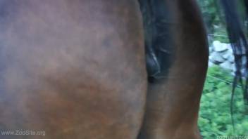 Horse's cunt pounded by a super aroused woman in high definition