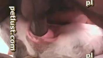 Well-endowed ebony guy banging a pure white pooch