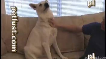 Pale canine with an impressive dick allows this fellow to suck on it