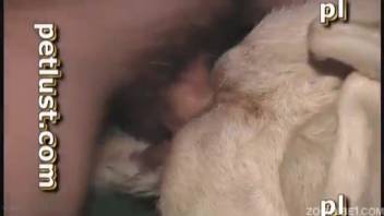 Guy with a super stiff dick bangs a wild creature up close