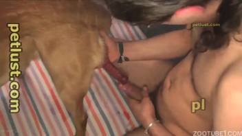 Tattooed man with piercings performs oral on his dog's erect shaft in a close-up view