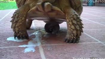Buddy films his aroused big turtle who ejaculates outdoors