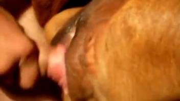 Perverted guy thrusting into a female horse's juicy cunt from the rear