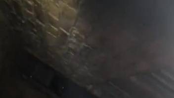 Master forces his dark hound to tongue the mare's cunt