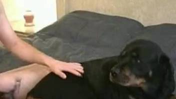 Dark-haired dude fucking his dog's delicious oozing pussy on a bed