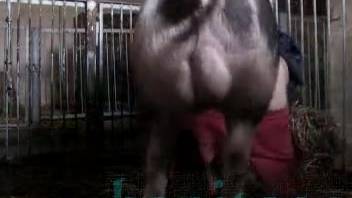 Excited woman stuffs entire bull penis into her tight small openings