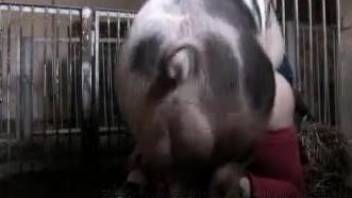 Huge pig takes whorish female's cunt in doggystyle
