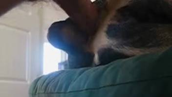 Guy inserts entire dick into canine's rear for agitated beast XXX