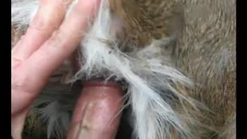 Man inserts his big dick into the furry dog's wet pussy