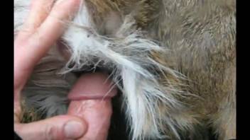 Aroused guy bangs canine roughly until spurting semen on its coat