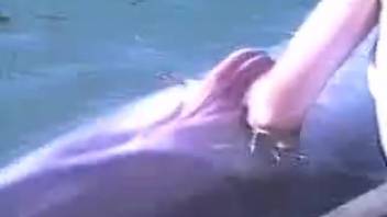 Poolside dolphin bestiality fetish with fingering