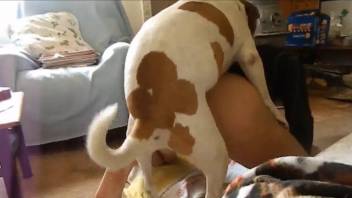 Ass licked by the dog before trying hard sex with it