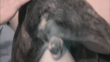 Intense beastiality footage with urination in a domestic zoophilic setting.