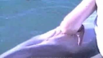Guy effortlessly tempting an incredibly alluring dolphin on webcam
