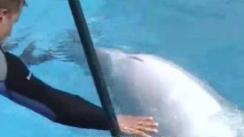 Swimmer gently strokes the dolphin's silky skin in the pool