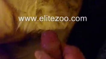 Endless bliss as he screws his fluffy companion live on webcam