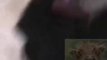 Guy thrusts his cock into the hairy canine's vagina for an intense session