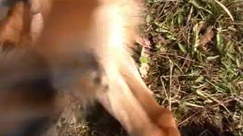 Outdoor zoo bestiality videos with dogs and a nude woman