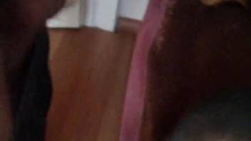 Guy shoves his entire cock into the dog's mouth for filthy kinks