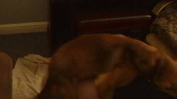 Homemade canine zoophilia session at night with my sexy spouse