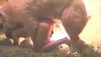 Chippy had sex with every animal in the area