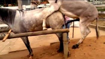 Donkey fucks horse while gay zoophilia porn lover films it