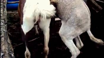 Beasts mating excite lustful guy, leaving him turned on and curious