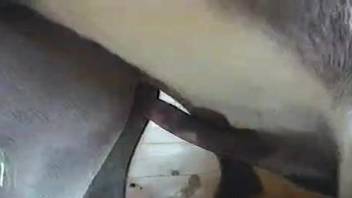 Naughty horse porn amateur scenes on live cam