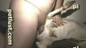 Man records himself deep fucking a goat in extreme XXX