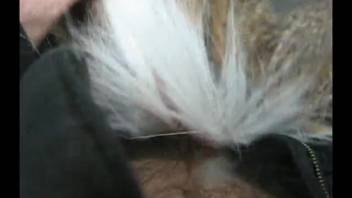 Intimate shots of person-canine erotica showing owner screwing the mongrel