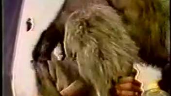 Vintage sex tape featuring aroused beginners and their screwing canines