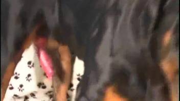 Boot-clad animal-loving girl receives the canine's huge cock