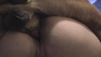 Obedient dog drills mistress' vagina as she has required