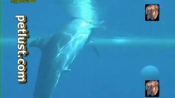Recording the erotic dolphin gliding gracefully in the pool