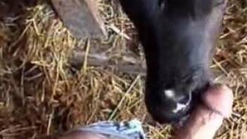 Veal licks man's cock in horny attempt caught on cam