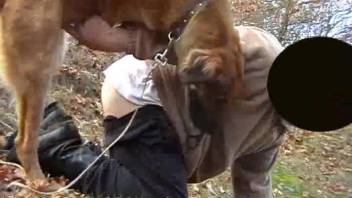 Guy drops his trousers to be screwed by a homosexual canine