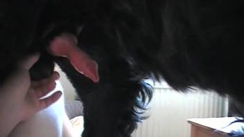 Stunning canine penis displayed intimately and closely