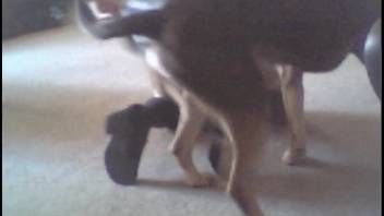 Teen slut in a skirt being banged by a dog