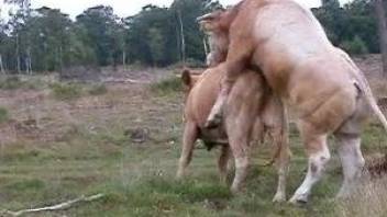 Cute cow getting savagely fucked by an assertive bull